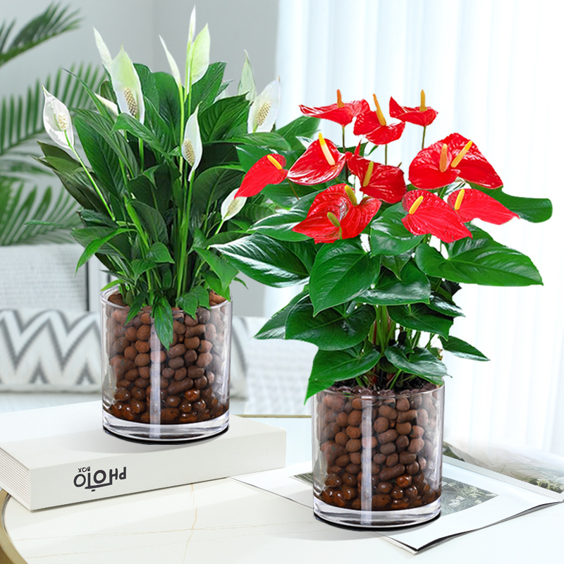 특급 안스리움 + 특급 화이트 팜 + [원형통 2개 + 세람사이트] + 영양액