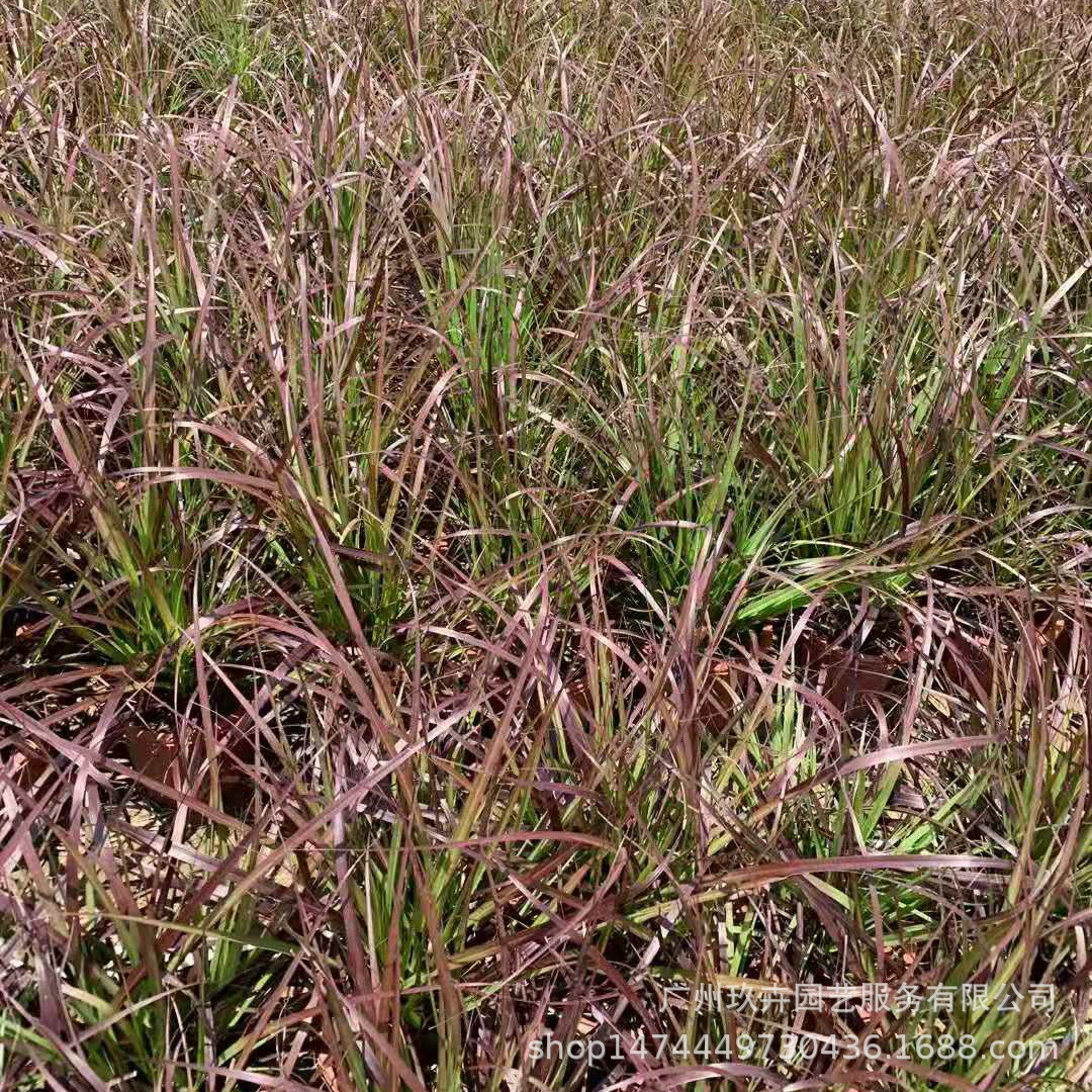 Декоративная трава-Pennisetum Фиолетовый лист растение грунтопокровное растение горшечный сад пейзаж зеленое растение