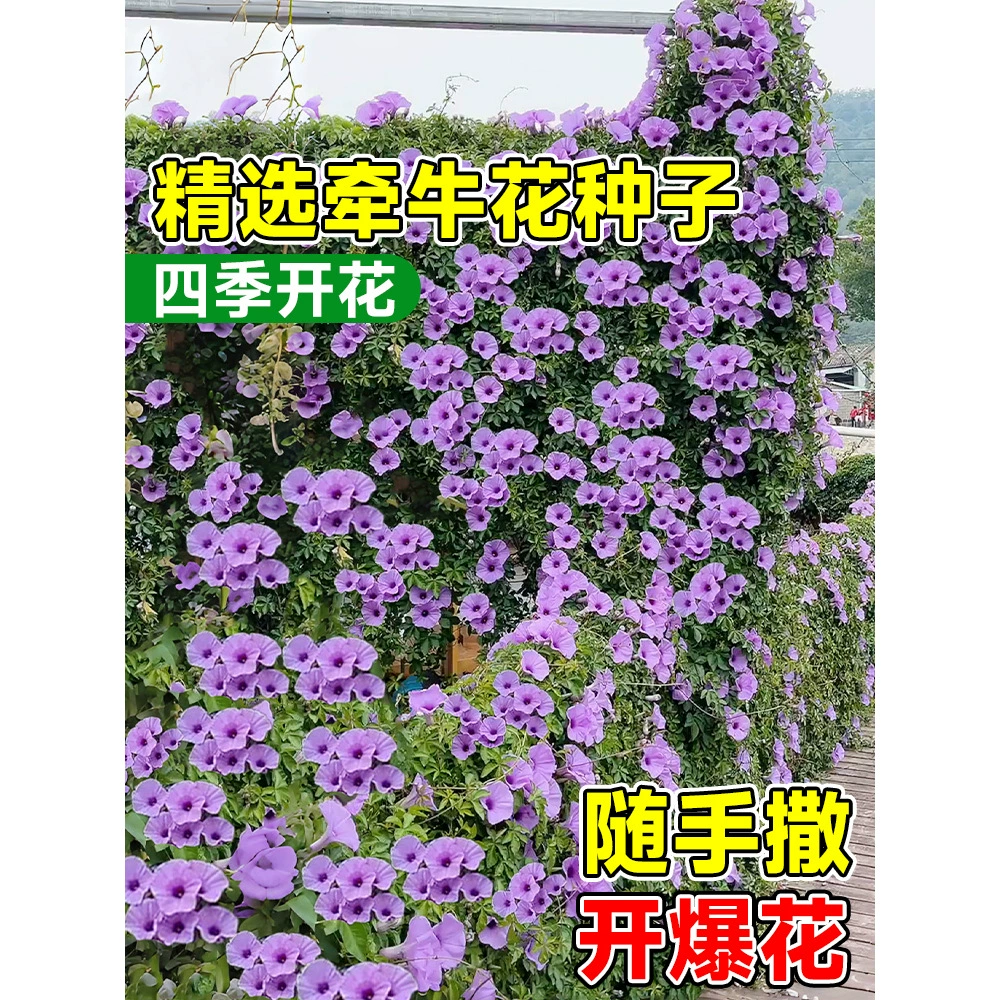 Семена ранней славы, семена цветов вьющихся растений, семена гномов ранней славы хорошо растут в почве для вьющихся стен на открытом воздухе во дворе.