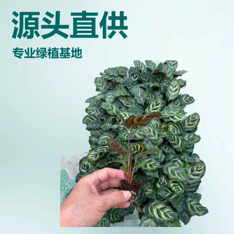 Производитель поставляет комнатные растения и зелень оптом со склада, включая 50 или более саженцев, выращенных методом тканевого культивирования, из растения бамбук-папайя.