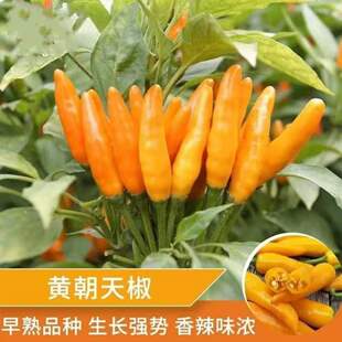 Ұ���S���콷�N���ݽ�Ұɽ���N���S�a�����SɫС�⽷���������N��