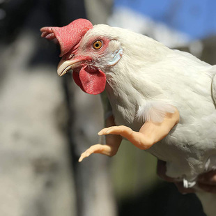 Cross-Border New Product Battle Chicken Arm Decoration Chicken Forelimb Decoration Dinosaur Spoof Pet Props Spoof Rooster Arm