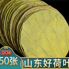 荷叶整张50张山东微山湖正品新鲜干荷叶片糯米鸡叫花鸡木桶饭煲粥