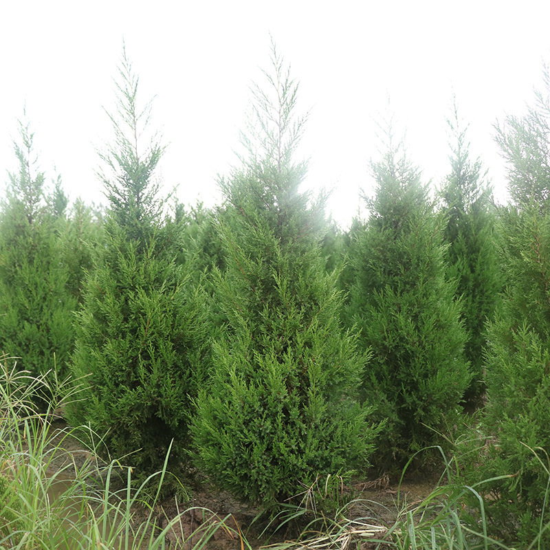 Platycladus Saplings, Pine and Cypress Saplings, Flat Cypress Saplings, Pagoda Cypress Branches, Dragon Cypress Branches, Evergreen Trees Platycladus Saplings, Pine and Cypress Saplings, Flat Cypress Saplings, Pagoda Cypress Branches, Dragon Cypress Branches, Evergreen Trees