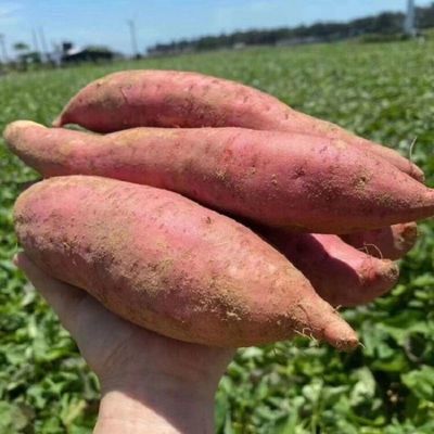 sweet potato wholesale Red 10 Watermelon red Chinese chestnut Sweet potato Full container fresh Sand Farm Sweet potato wholesale