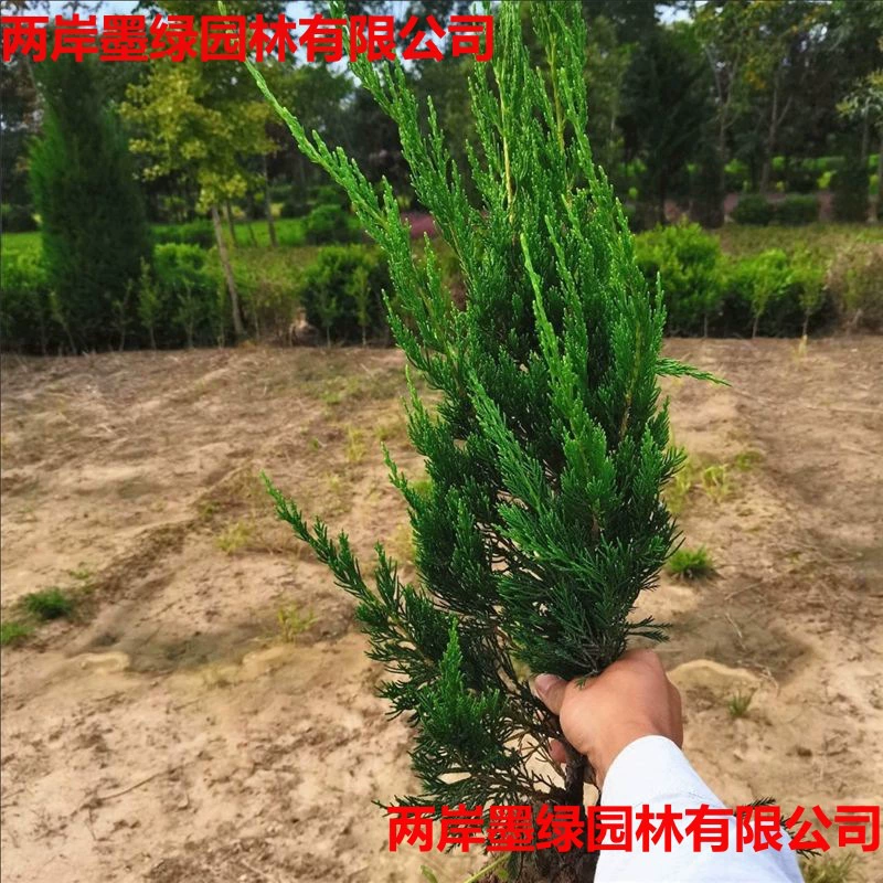 Саженцы кипариса, саженцы кипариса, шары сосны и кипариса, маленькие шары кипариса, живые изгороди, зеленение, морозостойкость, вечнозеленые в любое время года, морозостойкость