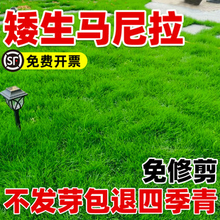 Manila Grass Seeds, Dwarf, Drought-Resistant, Pruning-Free Slope Protection, Soil-Fixing, Evergreen Courtyard Greening Lawn Turf Seeds for All Seasons