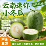 云南新鲜餐馆特产小冬瓜