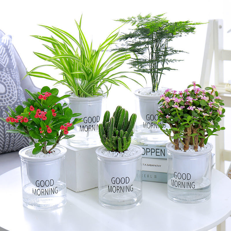 桌面盆栽发财树绿植花卉文竹吊兰栀子花水培植物幸福树批发代发|ru