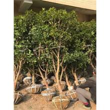 ԭ���ļ��𻨘��絤������͹𻨴�����ļ���������ͺ�ͥԺ����