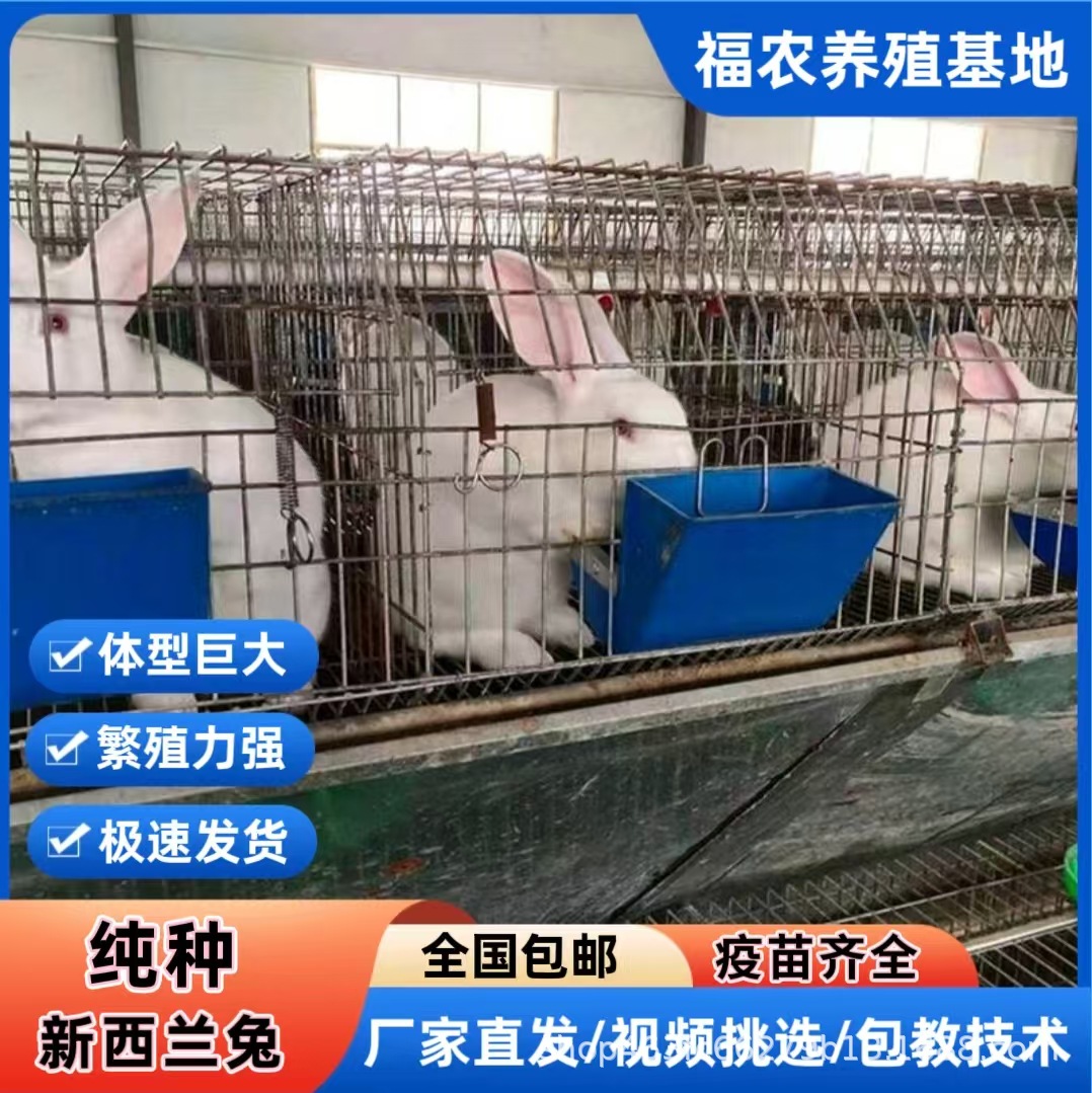 大型新西兰肉兔种兔繁育基地