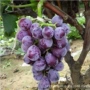 无核种植抗寒a17葡萄苗