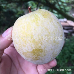 �S������ܽ�������N�����A����ͺ�����糬�������t�����