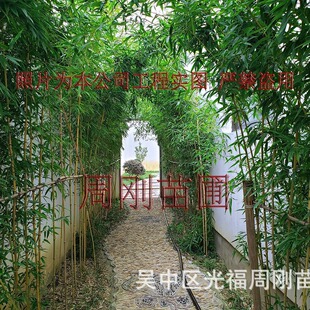 Suzhou House Courtyard Bamboo, Gold Inlaid Jade Bamboo, Purple Bamboo, Tortoise Shell Bamboo and Other Greening Landscape Bamboo Planting