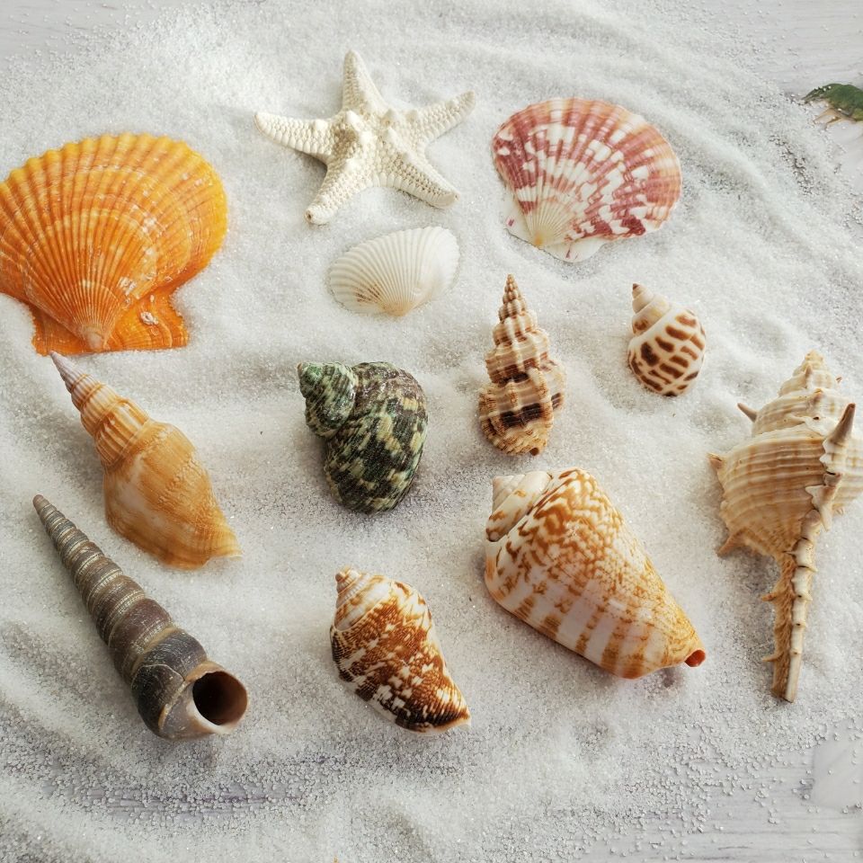 天然貝殼海螺幼兒園diy海星魚缸貝殼婚禮拍照水族箱造景裝飾
