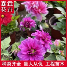 ������С������ �m�ϻ�������ݱ�ֲ��С���� �����S��С������