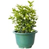 White street jasmine tea, flowerpot four seasons for gazebo, plant lamp