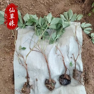 ���~���\���� ��ɽ�� �������~���\ ��ꖽ���������Ԯ�ٱ�ֲ��