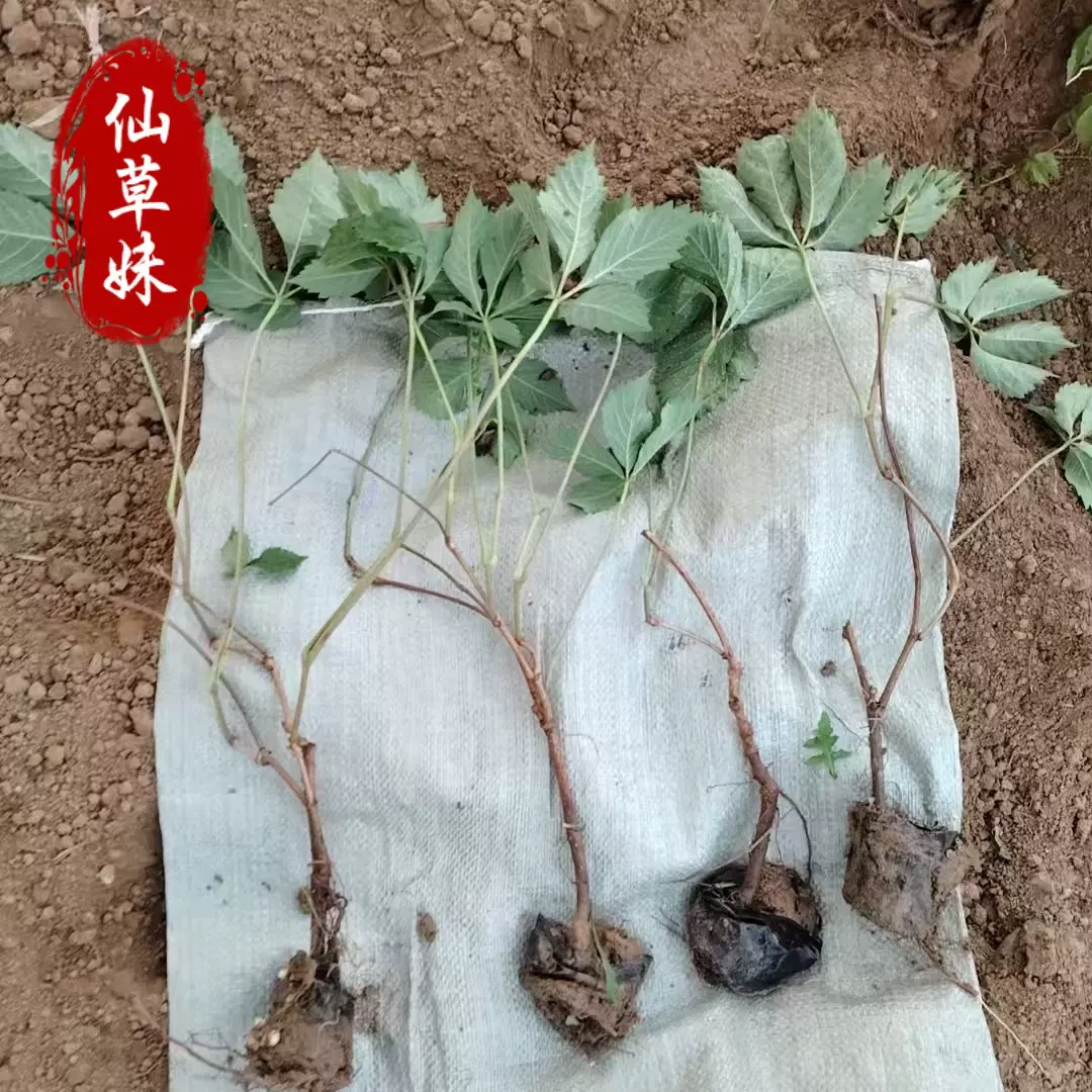 五叶地锦基地 爬山虎 美国五叶地锦 遮阳降温爬藤攀援藤本植物