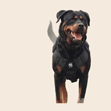 德系罗威纳纯种幼犬活体狗小狗活狗罗威纳防暴犬护卫犬工作犬宠物