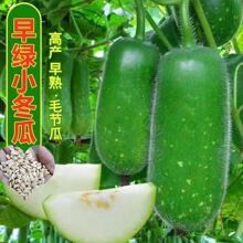 ��һ��һ���ϡ���GС���ϷN��ë������Ƥ�������ļ��߮a�߲˷N��