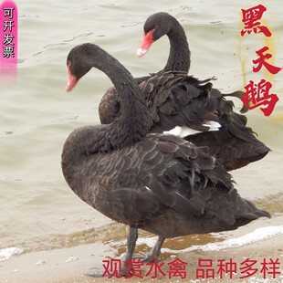 �^�p�Ȍ�������w�����Z�����Xһ�� �����Z�Bֳ���� �^�pˮ�ݲ�ُ