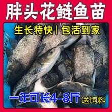 花鲢鱼苗大头鱼胖头鱼鲢鳙白鲢鱼苗草鱼苗青鱼苗鲫鱼苗鲤鱼苗包活