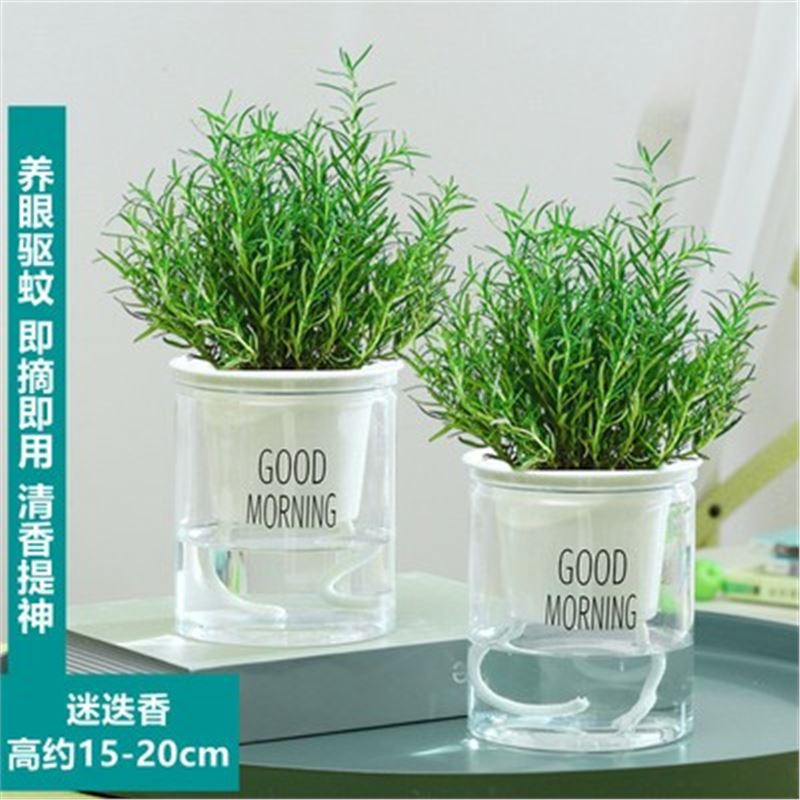 [핫셀링] 로즈마리 중형모종 2포트(굿모닝포트) + 영양액