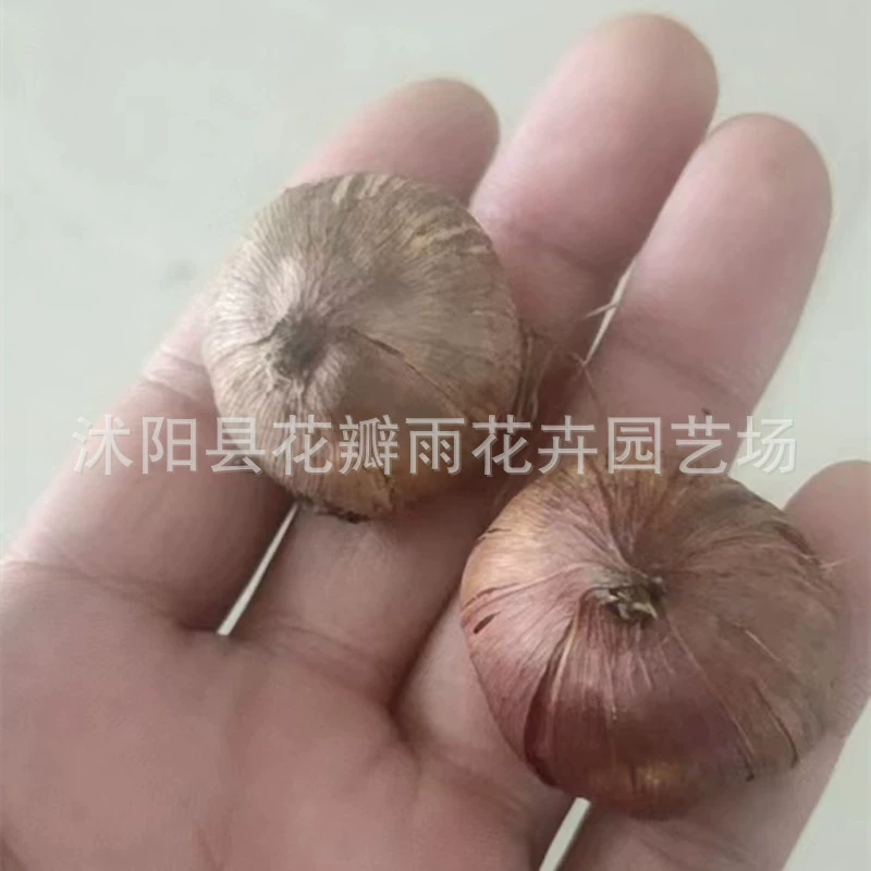 Оптовая продажа по весу луковиц гладиолусов, декоративных луковиц, горшечных растений и цветов, луковиц гладиолусов, комнатных горшечных растений