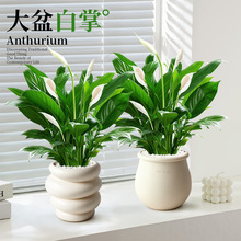 白掌一帆风顺盆栽植物办公室花卉室内花绿植红掌吸甲醛新手好养活