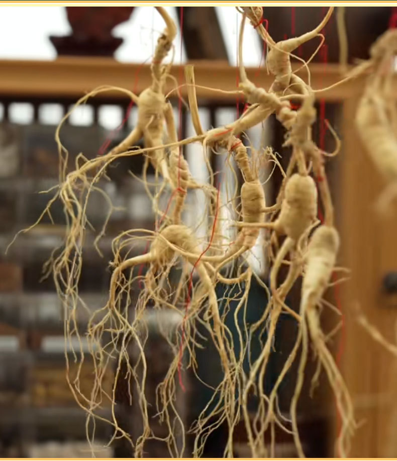 Changbai Mountain Understory Ginseng Gift Box Sun-Dried Whole Root for Soup and Tea in use