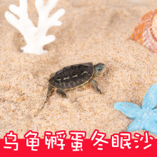 天然乌龟沙细河沙冬眠产卵孵化下蛋鱼缸造爬宠物沙子造景冬眠必备