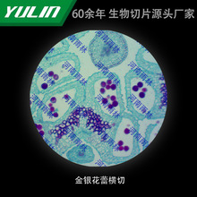 金银花蕾横切高校医学院校用组织病理石蜡玻片标本显微镜