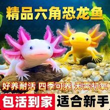 六角恐龙鱼冷水鱼蝾螈水族宠物鱼六角龙淡水鱼好养活鱼观赏网红鱼