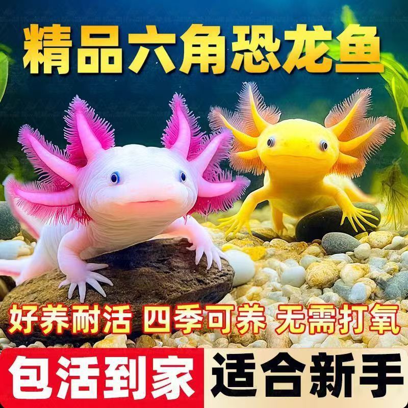 六角恐龙鱼冷水鱼蝾螈水族宠物鱼六角龙淡水鱼好养活鱼观赏网红鱼