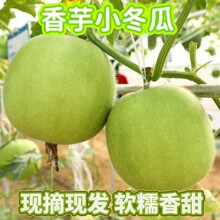 新鲜香芋味冬瓜圆冬瓜芋头口感粉面糯冬瓜盅小冬瓜圆冬瓜新鲜包邮
