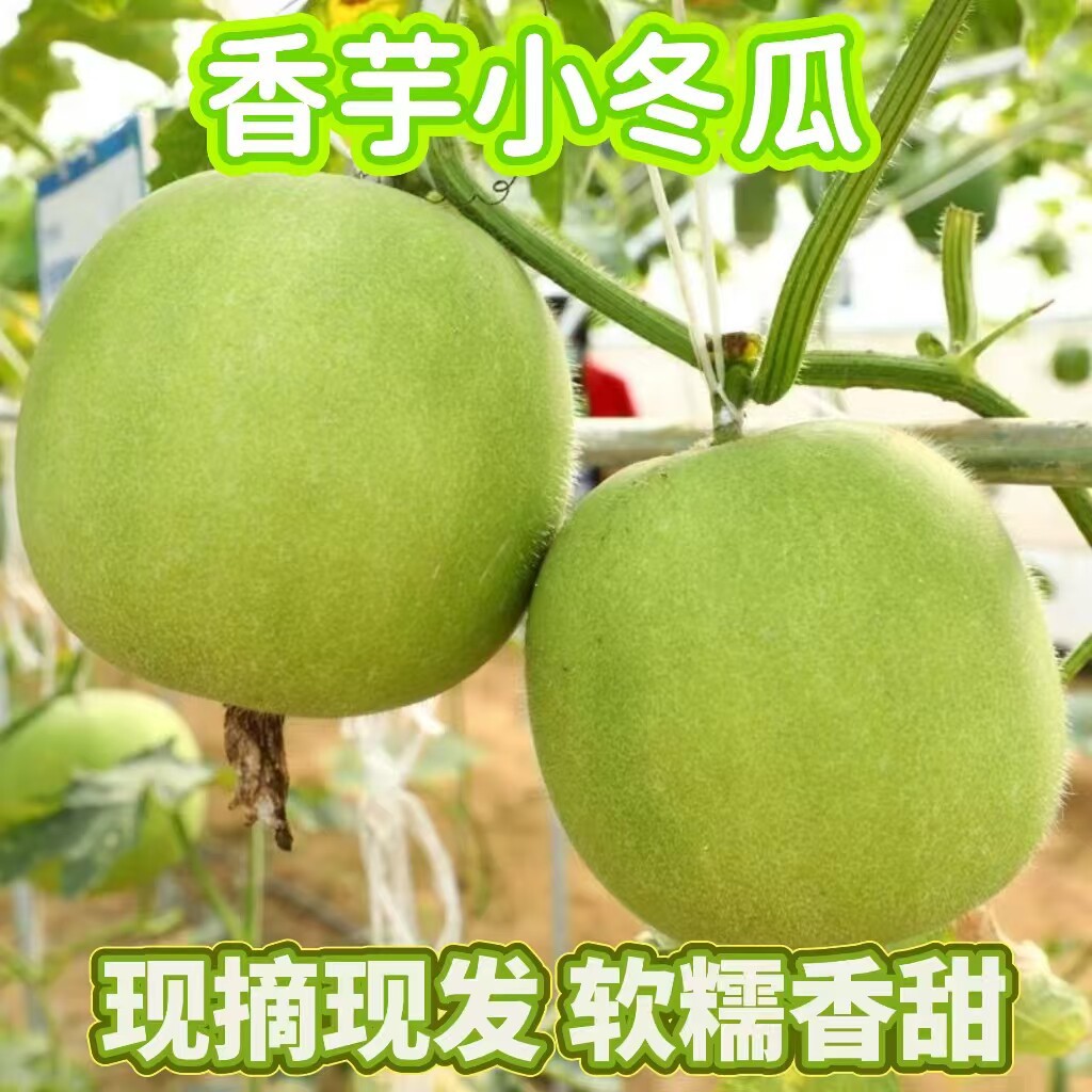 新鲜香芋味冬瓜圆冬瓜芋头口感粉面糯冬瓜盅小冬瓜圆冬瓜新鲜包邮
