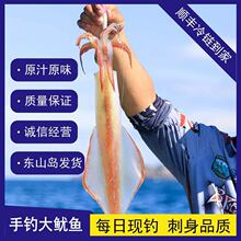 东山岛手钓大管鱿鱼鲜活冷冻灯照鱿鱼大鱿鱼火箭鱿鱼筒