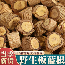 野生板蓝根中药材500g克泡茶水板蓝根块状片切片板兰根大青叶根