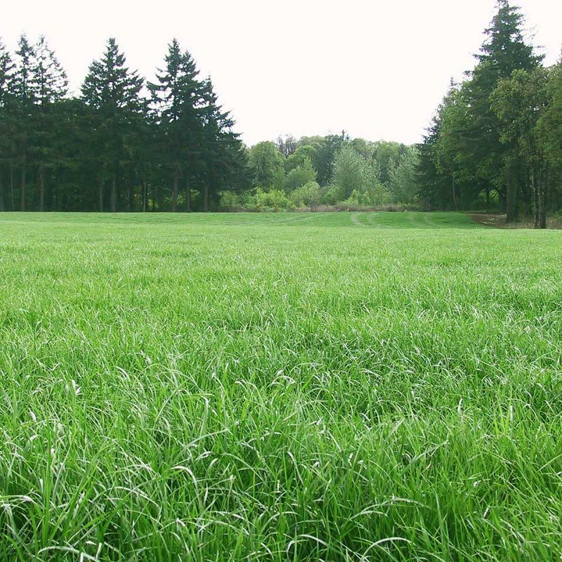 Кормовое разведение рыбы крупного рогатого скота овец Четыре сезона Кормление семян скота травы семян выпас семян летний корм рыба Кукуруза Трава