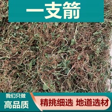 一支箭 一枝箭新货材一支箭蛇须草蛇咬子青藤新鲜干货包邮散装