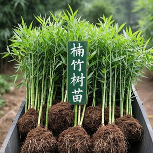 ������������ ͥԺ�������������������S����������G��������