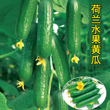 抖音同款荷兰杂交水果黄瓜种子四季盆栽春夏季秋季农家阳台蔬菜种