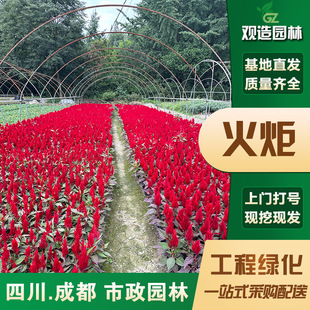 Torch Seedlings Sichuan Landscaping Courtyard Garden Cockscomb Red Reed Four-Season Flowering Landscape Perennial Flower Seedlings
