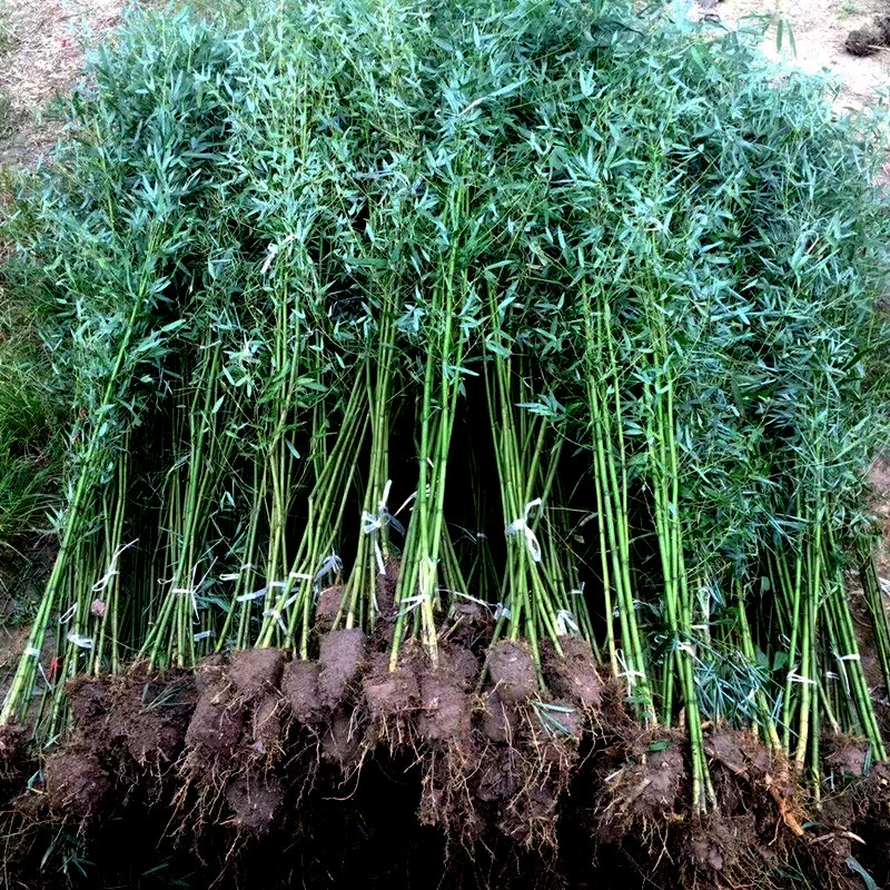 Бамбук Рассада Двор Растения Север Холодоустойчивый Крытый горшок Ранний сад Бамбук Фиолетовый Бамбук Рассада с золотой инкрустацией Нефрит Бамбук Четыре сезона Зеленый Бамбук Рассада