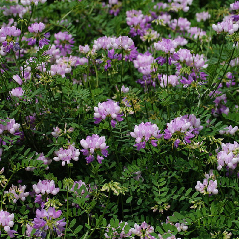 Semillas de flores, semillas de flores.