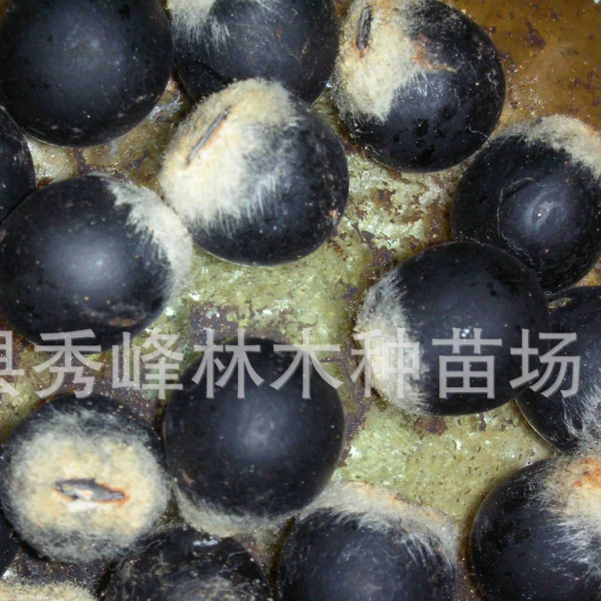 Самостоятельно производимые и продаваемые без забот рассада 1cm - 30cm высококачественных рассады из дикой природы.