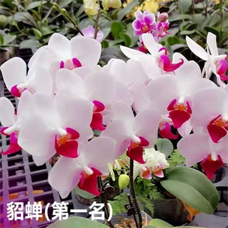 Orquídea de mariposa en las cuatro estaciones, balcón interior, oficina en maceta, flores verdes, fácil alimentación image 16