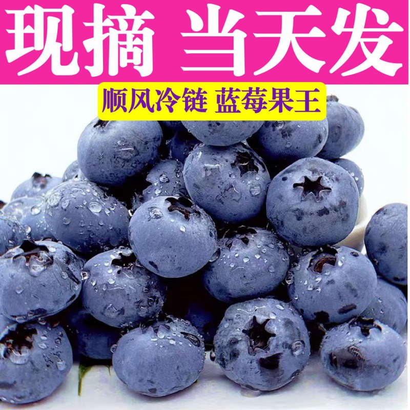 Blueberry fresh Large fruit fruit Season baby Season fruit wholesale Amazon factory