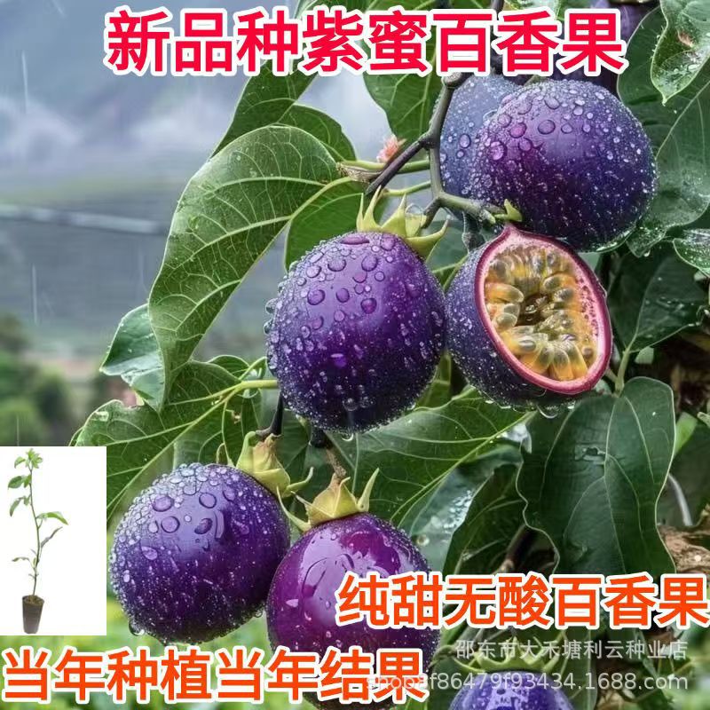 紫色百香果种子金色春季秋季播阳台盆栽家庭黄金鸡蛋果百香果种子